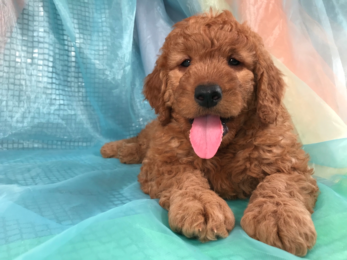 F1b Miniature Goldendoodle Puppy-Red Male $1500